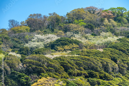 神奈川県葉山町の三ヶ岡緑地　新緑風景