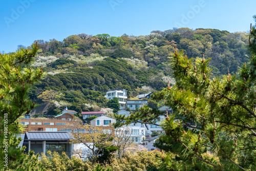 神奈川県葉山町の三ヶ岡緑地　新緑風景