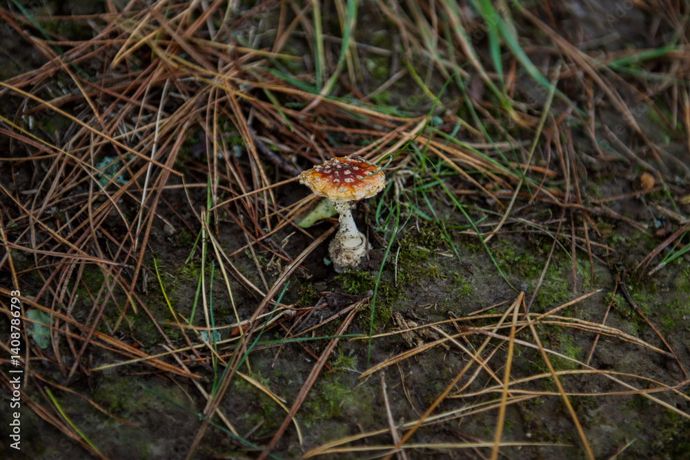 Little red mushroom growing in the forest Little red mushroom growing in the forest