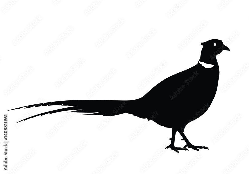Fototapeta premium Pheasant silhouette. Black pheasant standing with long tail feathers and distinct white markings on neck and head. Vector clipart black illustration design.