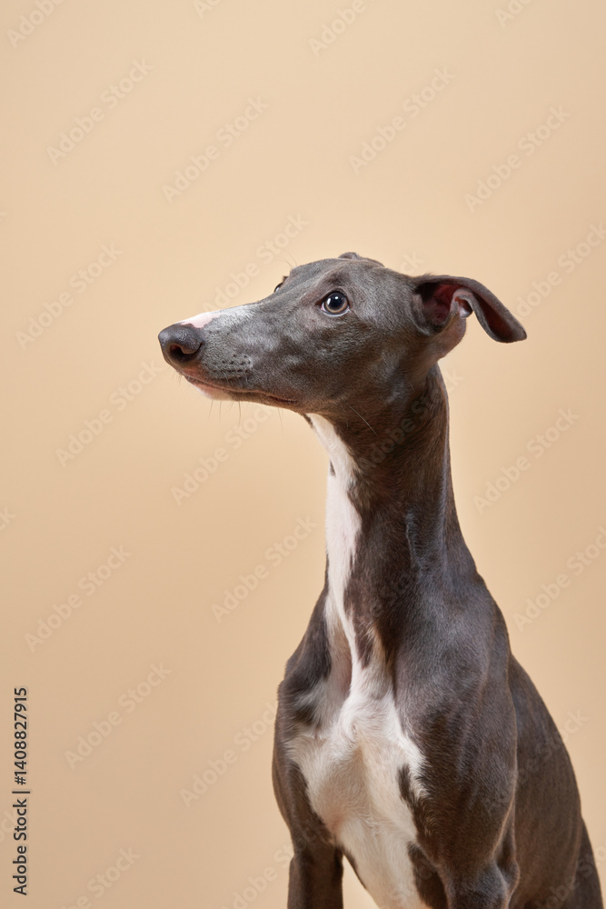 A close-up of an Italian Greyhound with its head slightly tilted, gazing intently to the side. A close-up of an Italian Greyhound with its head slightly tilted, gazing intently to the side.