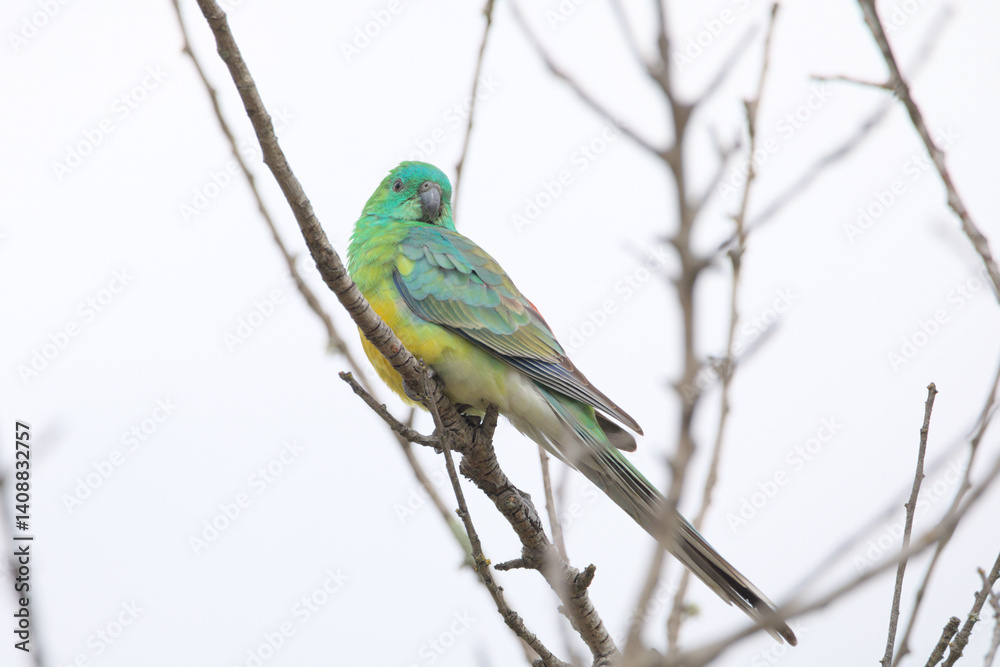 A close up view of a red-rumped parrot (Psephotus haematonotus), also known as the red-backed parrot or grass parrot sitting on a tree branch. A close up view of a red-rumped parrot (Psephotus haematonotus), also known as the red-backed parrot or grass parrot sitting on a tree branch.