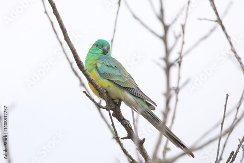 A close up view of a red-rumped parrot (Psephotus haematonotus), also known as the red-backed parrot or grass parrot sitting on a tree branch.