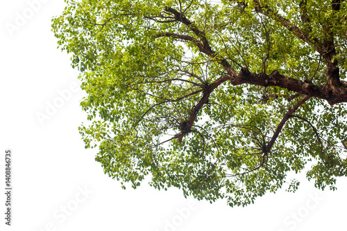 tropical green leaves isolated on white