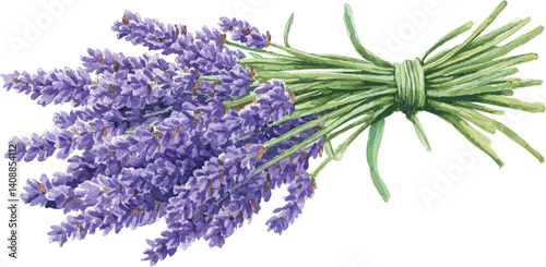 Lavender bouquet vector illustration isolated on white background