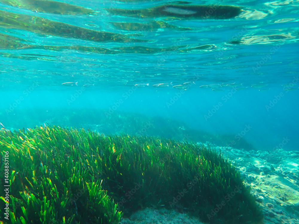 Obraz premium Seagrass underwater with natural sunlight in Mediterranean sea, jijel Algeria, Sea Grass underwater, seagrass Kelp grows in rocks under the sea and the diversity of life in the Mediterranean.