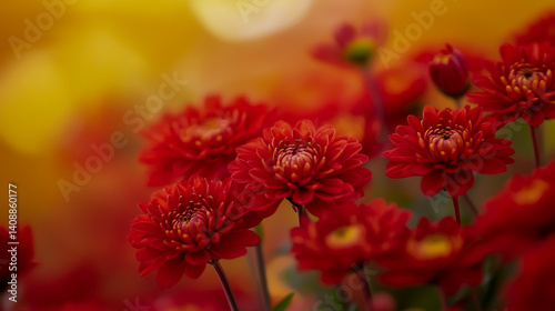 Beautiful Red Chrysanthemum Flowers with Soft Background Blur