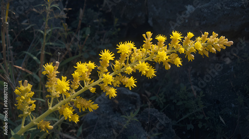 European Goldenrod (Solidago virgaurea). Synflorescence Closeup