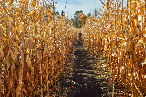 Dirt path through a golden corn maze before the stalks are cut for winter and used in agrriculture photo