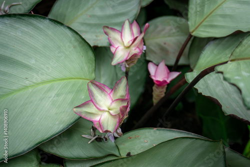 Delicate pink and white flowers of the Siam Tulip (Curcuma alismatifolia) emerge from broad, grey-green leaves photo