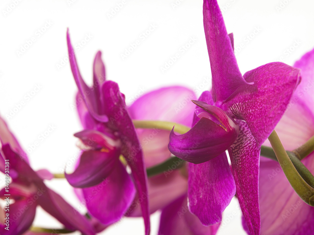 Storczyk. Orchidea.