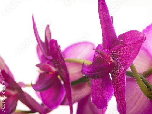 Obraz na płótnie Storczyk. Orchidea. w salonie
