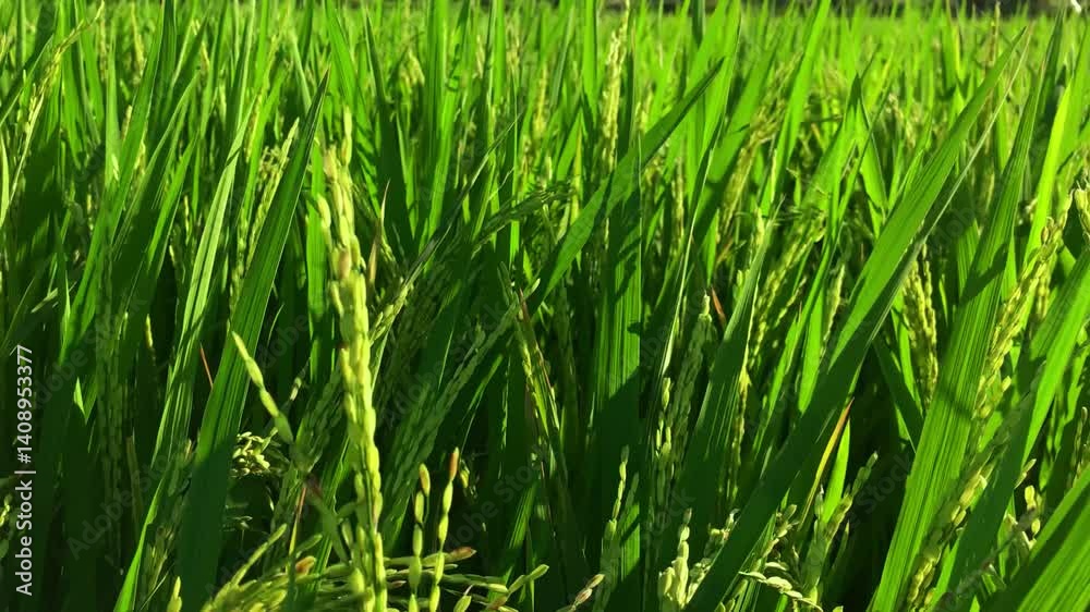 Green rice plants gently swaying in the breeze, creating a peaceful and natural rural scene. Captures the calm beauty of a rice field in motion. Green rice plants gently swaying in the breeze, creating a peaceful and natural rural scene. Captures the calm beauty of a rice field in motion.
