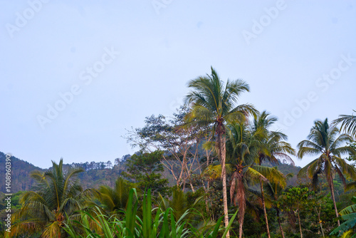 Wallpaper Mural Aerial view of mountains, sea, rivers in Indonesia Torontodigital.ca