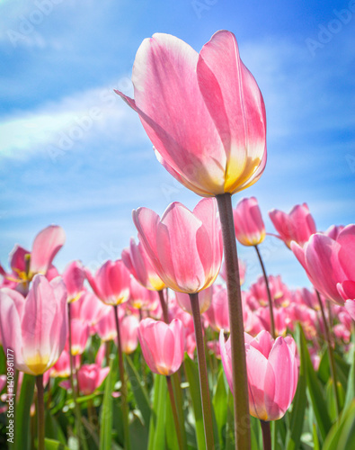 Upward angle of tulips at a tulip festival