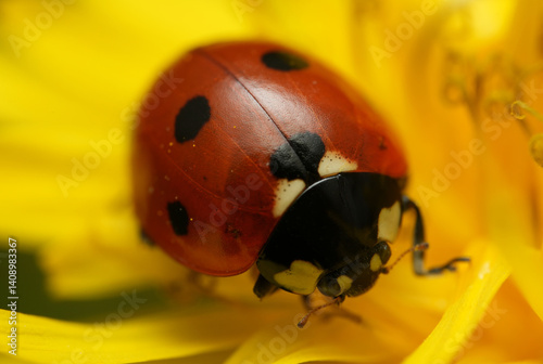 ladybird on a yellow flower