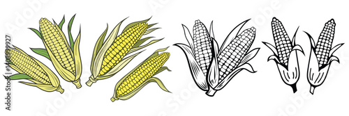 Corn cob vector image. Corn isolated on white background.