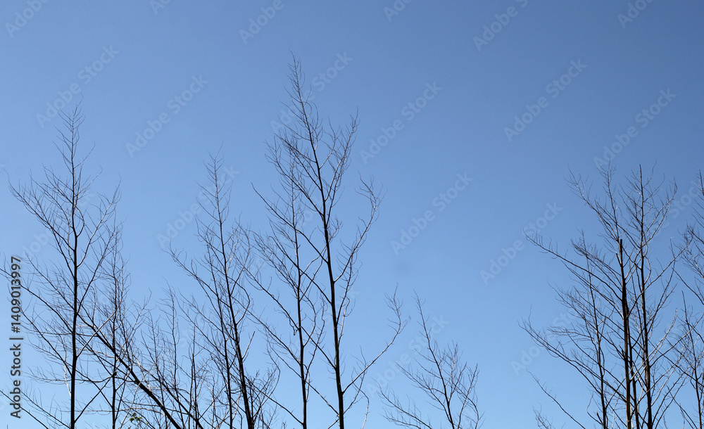 Bare leafless tree branches against a clear blue sky background Bare leafless tree branches against a clear blue sky background