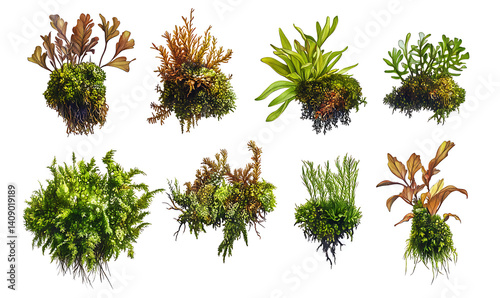 illustrations of various trees, leaves, grasses, and botanical elements on white background.