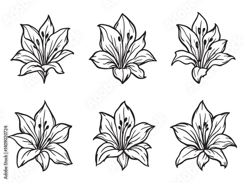 Turk’s Cap Lily line art