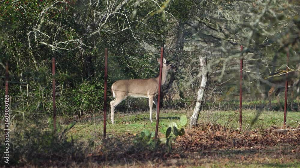 Observe an agitated and alert doe deer as it nervously moves in a circle while emphatically warning others by stomping its foot. This video captures the stressed behavior of this White-tailed Deer in Observe an agitated and alert doe deer as it nervously moves in a circle while emphatically warning others by stomping its foot. This video captures the stressed behavior of this White-tailed Deer in