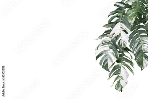 Variegated Monstera Leaves on clean Background