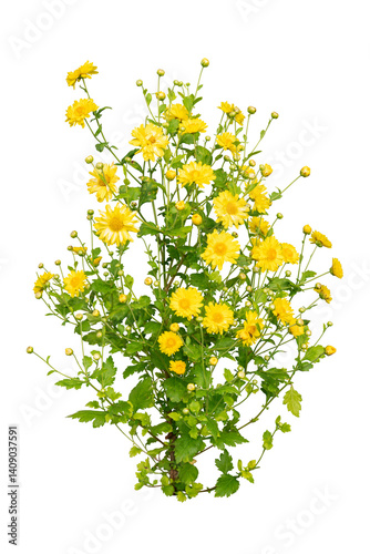 Fototapeta Naklejka Na Ścianę i Meble -  Yellow flower bush isolated