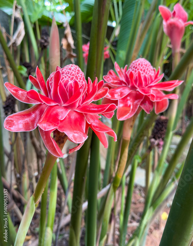 A red flower with a pink center photo