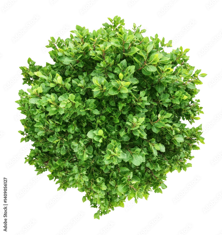 Obraz premium PNG Real sycamore tree leaves leaf background.