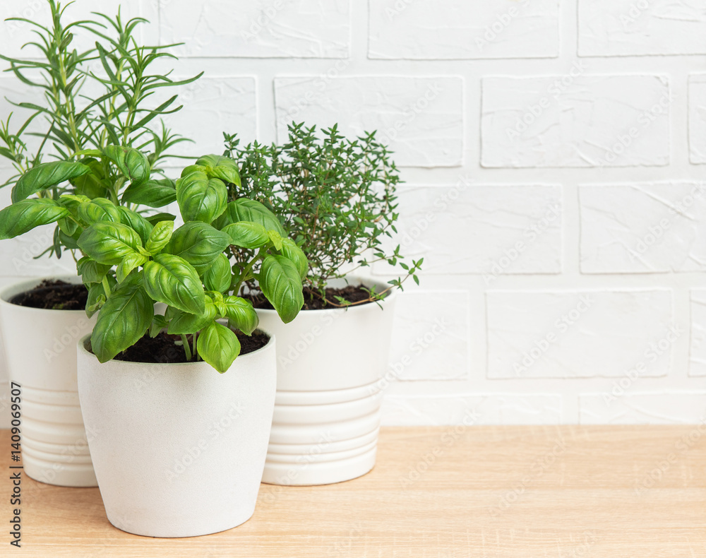Fresh herbs growing in white pots on wooden table
