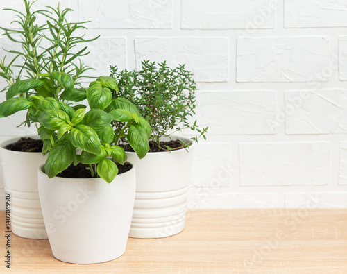 Obraz na płótnie Fresh herbs growing in white pots on wooden table w salonie