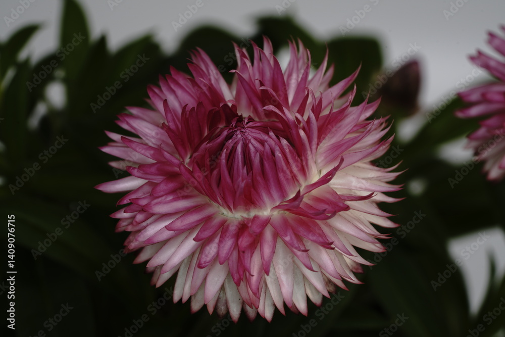 ヘリクリサムの花