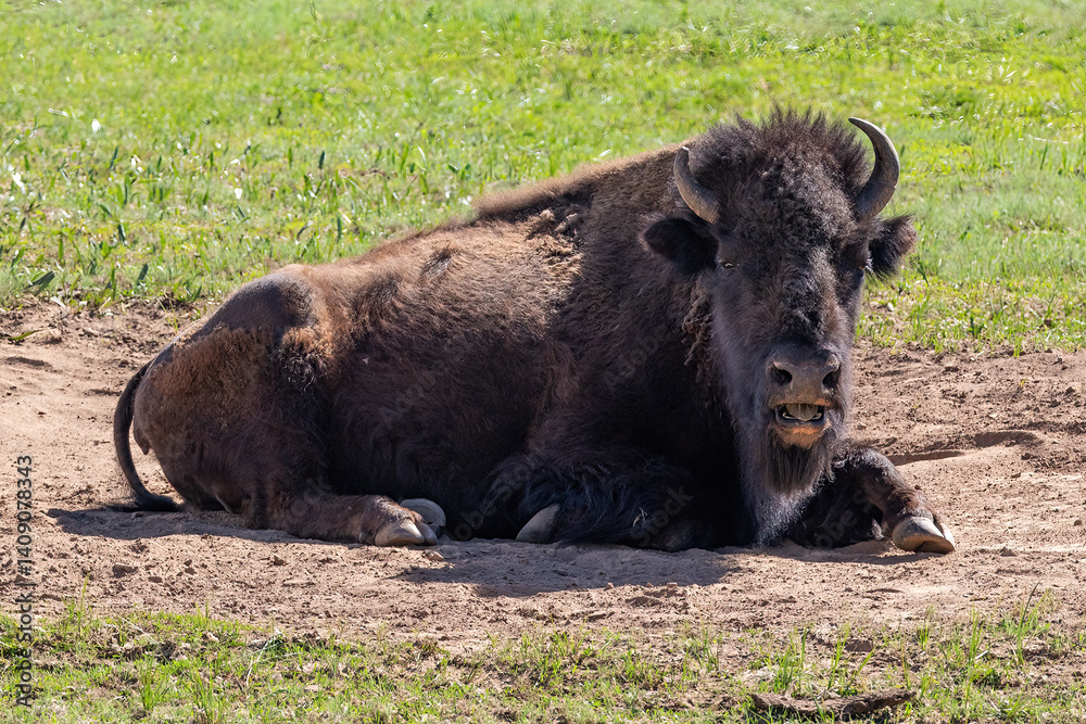 Closeup, American Bison (Bison bison) laying in dusty wallow, on the Grand Canyon's North Rim. Surrounded by grassy meadow.
Closeup, American Bison (Bison bison) laying in dusty wallow, on the Grand Canyon's North Rim. Surrounded by grassy meadow.