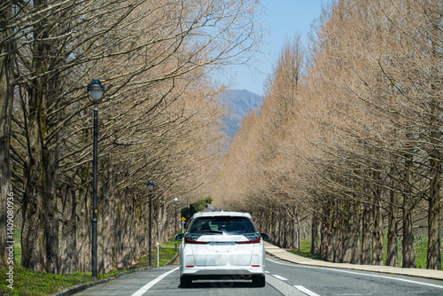 メタセコイヤ並木の中を走る白い自動車