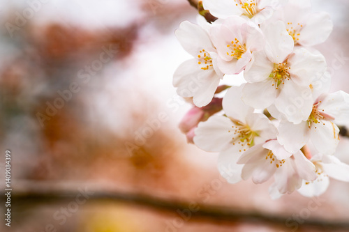 Wallpaper Mural Sakura Blossom in Spring Japanese Cherry Tree Blooming Season. Hanami, Sakura Matsuri, Golden Week Torontodigital.ca