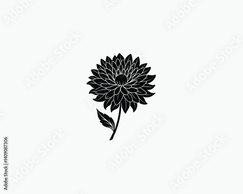 Aster Vector Illustrations on a White Background