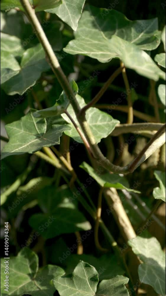 Ivy in a garden with sunlight and shadows. Camera movement from bottom to top. Vertical video Ivy in a garden with sunlight and shadows. Camera movement from bottom to top. Vertical video