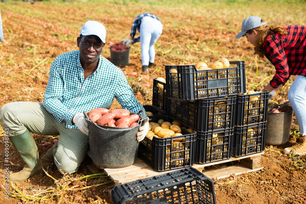 Satisfied farmer posing with harvested potatoes in the field