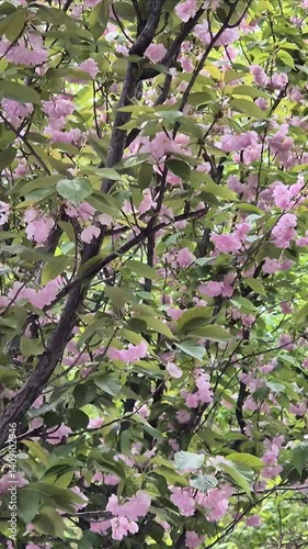 pink cherry blossom