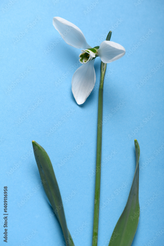 blooming snowdrop flower on a blue color backdrop, top view, studio photo, abstract floral background