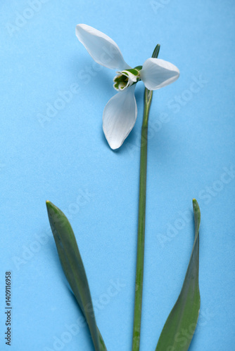 Obraz na płótnie blooming snowdrop flower on a blue color backdrop, top view, studio photo, abstract floral background w salonie