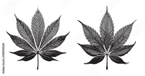 Detailed Black and White Illustration of Two Maple Leaves, logo design, engraving design, vector illustration