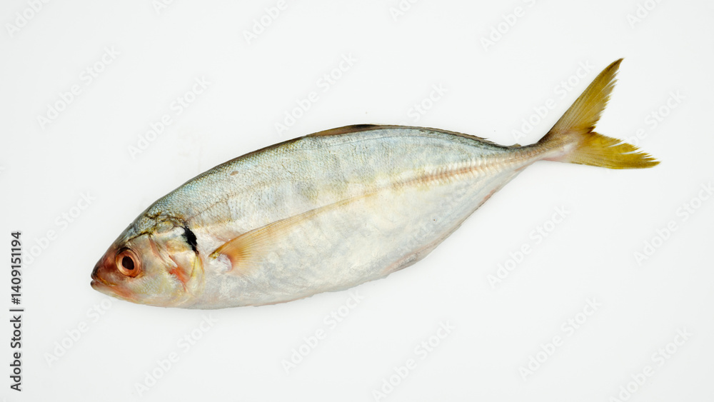 Fish yellowtail or ikan selar isolated on white background Fish yellowtail or ikan selar isolated on white background