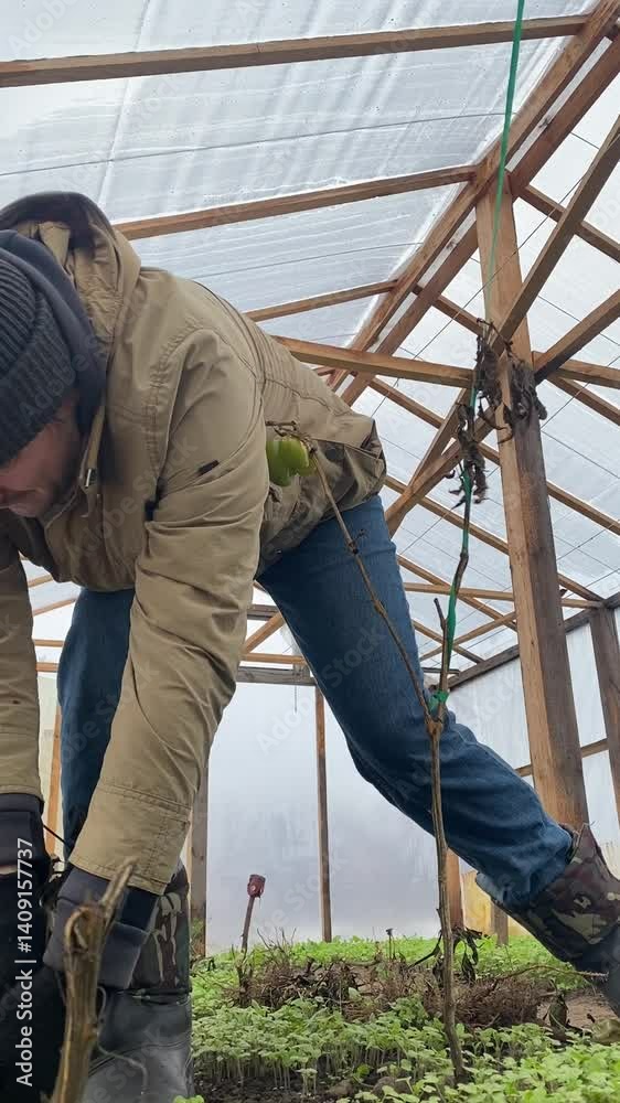 Vertical of a farmer working in a greenhouse during the cold season, carefully tending to vegetables and greens. Engaged in sustainable agriculture, he ensures fresh produce despite the chilly weather Vertical of a farmer working in a greenhouse during the cold season, carefully tending to vegetables and greens. Engaged in sustainable agriculture, he ensures fresh produce despite the chilly weather