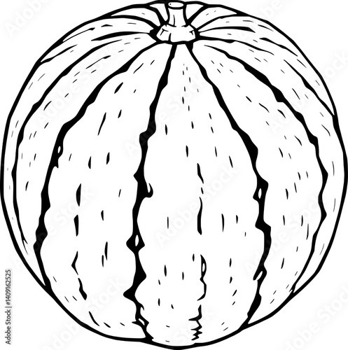 Detailed Line Drawing Of A Whole Watermelon Summer Fruit