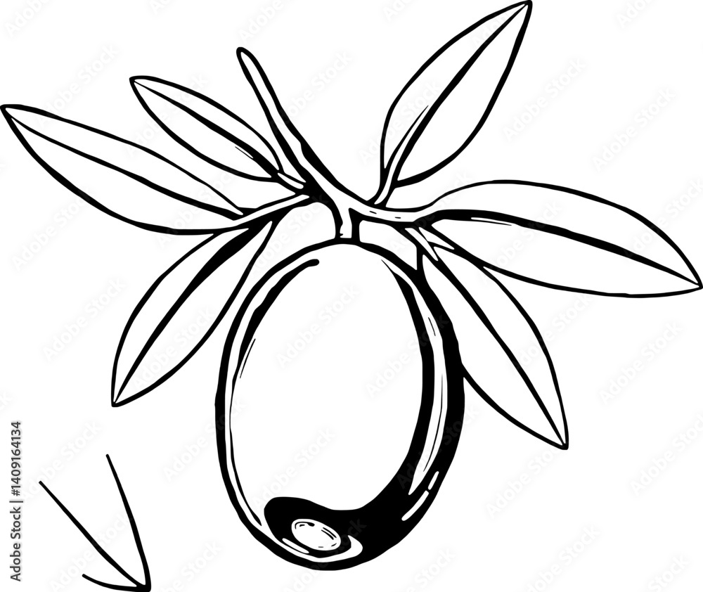 Line Art Illustration Of A Single Olive With Leaves Line Art Illustration Of A Single Olive With Leaves