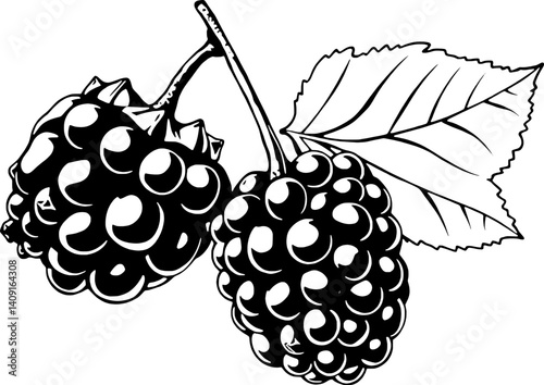 Two Ripe Blackberries on Branch with Leaf Ink Drawing