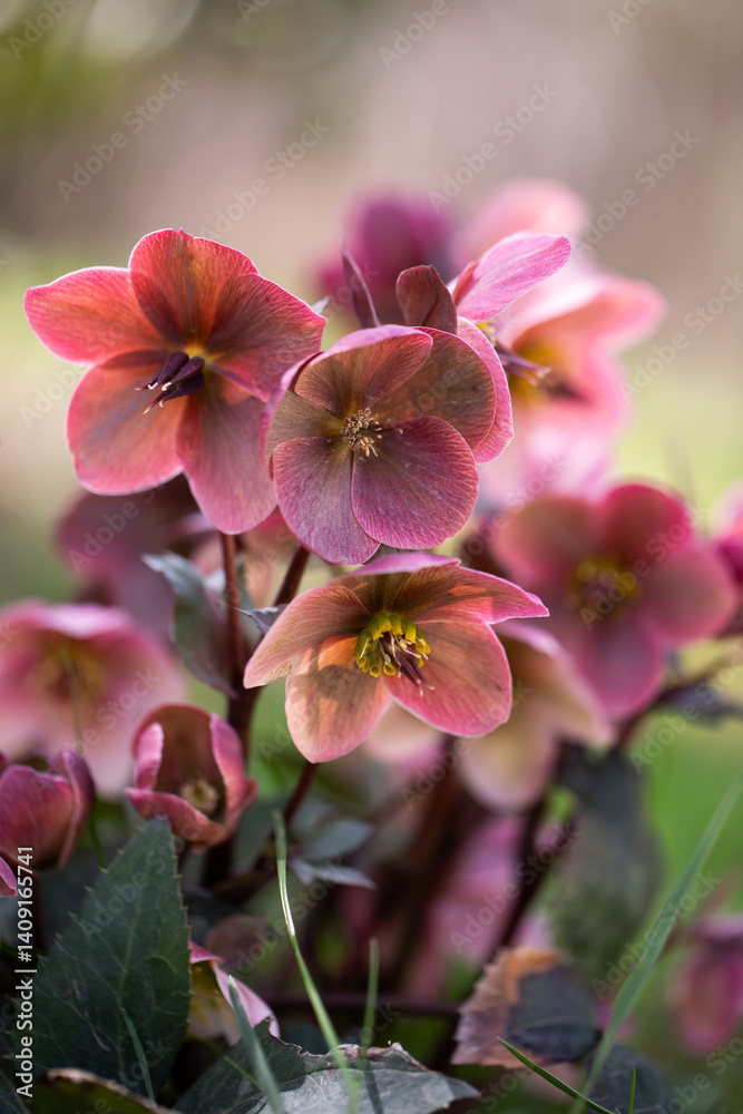 Helleborus, pink hellebore
