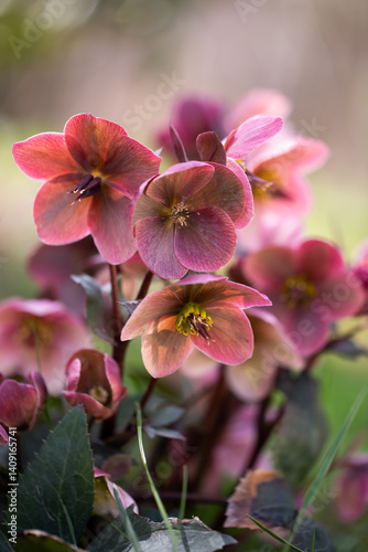 Obraz na płótnie Helleborus, pink hellebore w salonie