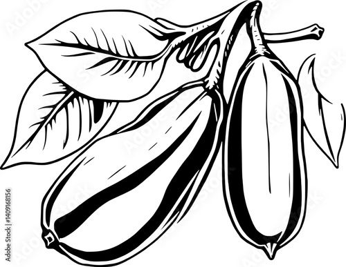 Detailed Line Drawing Of Two Pods On A Branch With Leaves